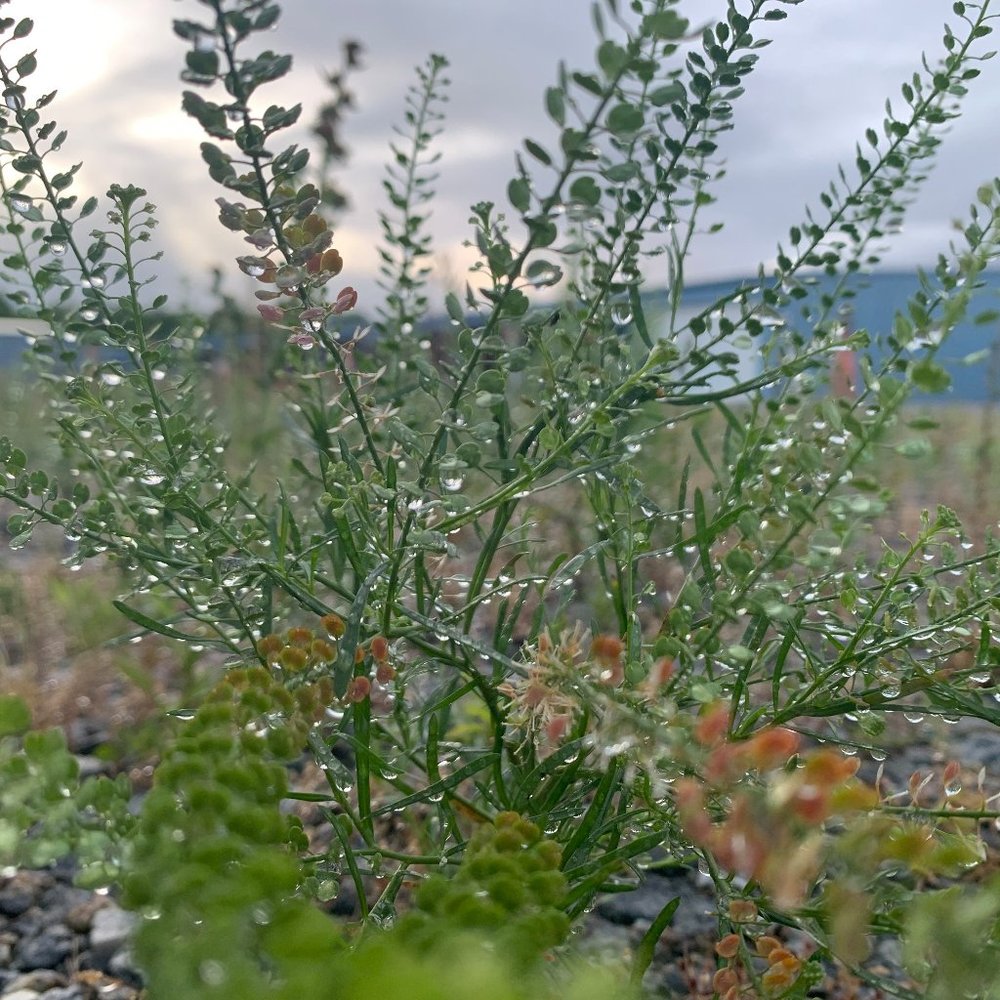 Meet your Posher, Faith